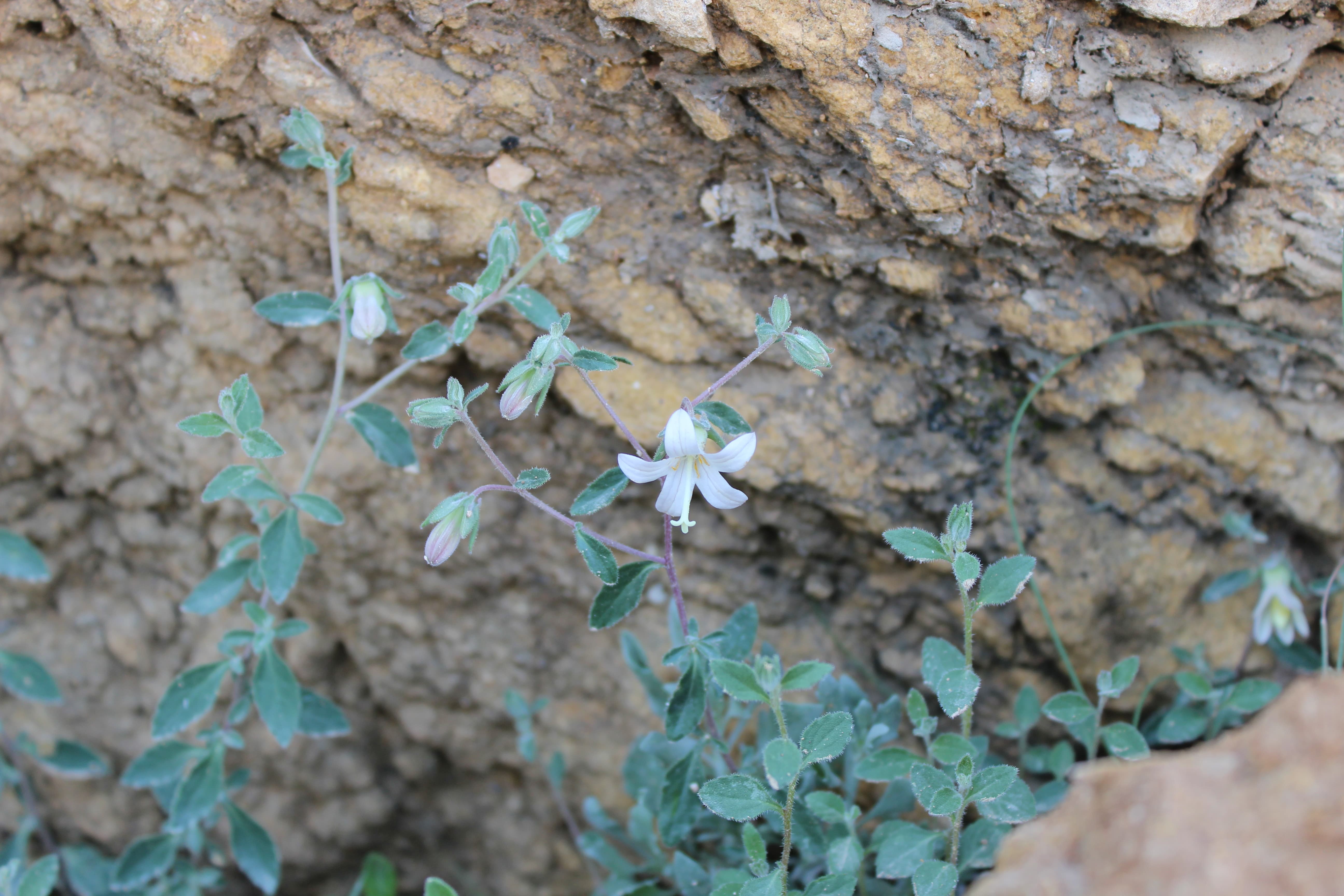 Plant Image